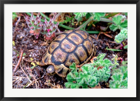 Framed Angulate Tortoise in Flowers, South Africa Print