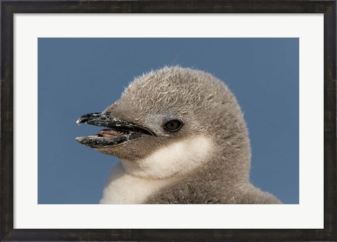 Framed Antarctica, Half Moon Island, Chinstrap penguin chick Print