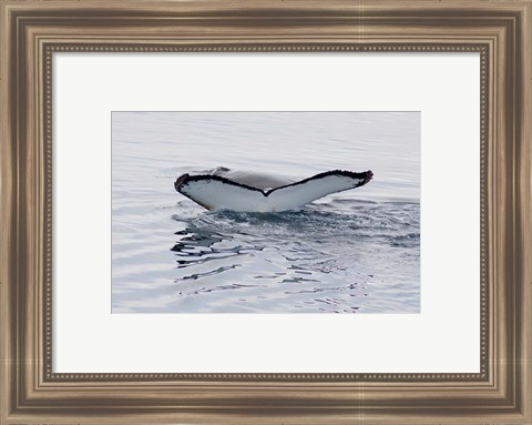 Framed Antarctica, Humpback whales in Southern Ocean Print