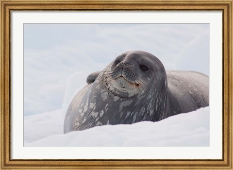 Framed Antarctica, Paradise Harbour, Fat Weddell seal Print