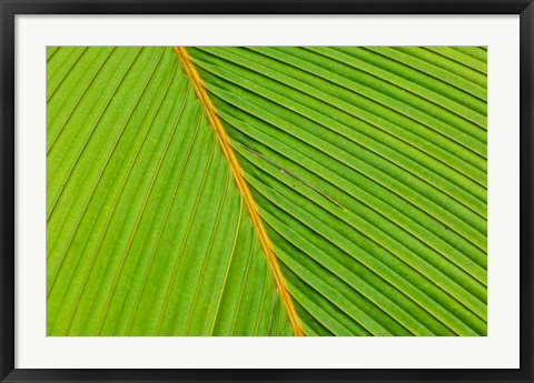 Framed Flora, Palm Frond on Fregate Island, Seychelles Print