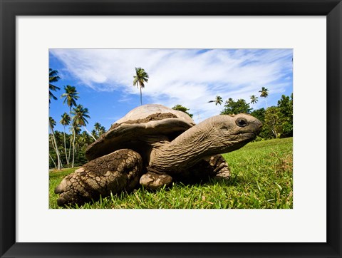 Framed Giant Tortoise on Fregate Island, Seychelles Print