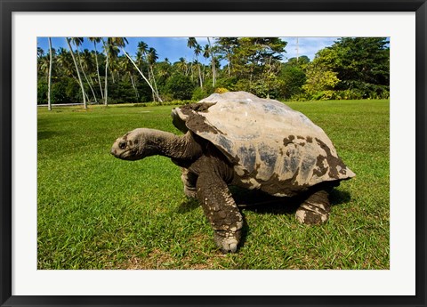 Framed Giant Tortoise, Seychelles Print