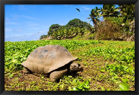 Framed Giant Tortoise in a field, Seychelles Print