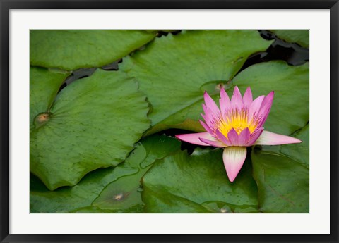 Framed Hong Kong, Chi Lin, Lily pond flower Print