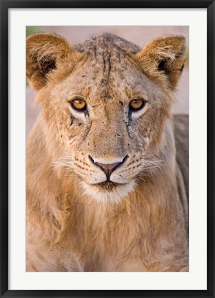 Framed Africa. Tanzania. Young lion in Tarangire NP Print