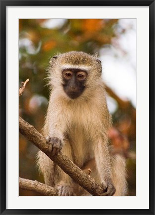 Framed Africa; Malawi; Lengwe National Park; Vervet monkey Print