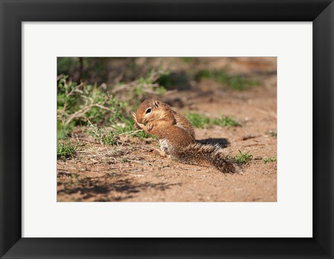 Framed African Ground Squirrel Wildlife, Kenya Print