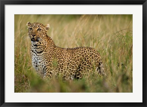 Framed African Leopard hunting in the grass, Masai Mara Game Reserve, Kenya Print