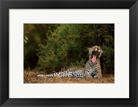 Framed African Leopard, Masai Mara GR, Kenya Print