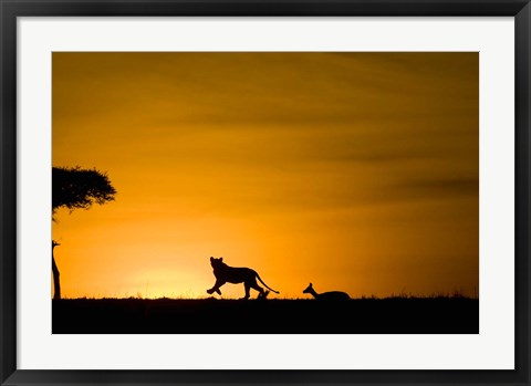 Framed African Lion Chasing Gazelle, Masai Mara, Kenya Print