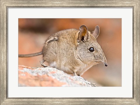 Framed Cape Elephant Shrew, Bushmans Kloof, South Africa Print