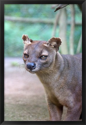 Framed Carnivore in Madagascar, related to a mongoose Print