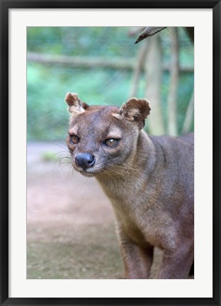 Framed Carnivore in Madagascar, related to a mongoose Print