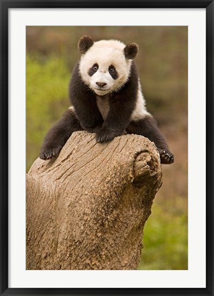 Framed China, Wolong Panda Reserve, Baby Panda bear on stump Print