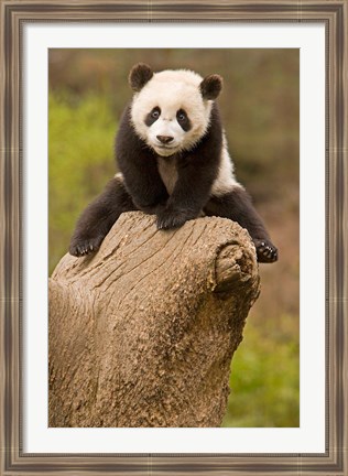 Framed China, Wolong Panda Reserve, Baby Panda bear on stump Print