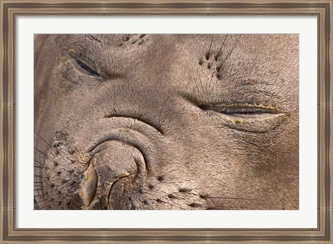 Framed Female elephant seal, South Georgia Island, Antarctica Print