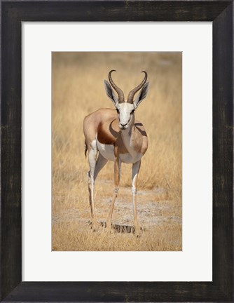 Framed Front view of standing springbok, Etosha National Park, Namibia, Africa Print
