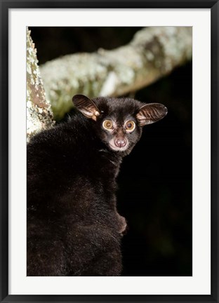 Framed Galago Bushbaby primate, Masai Mara, Kenya Print