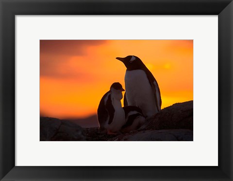 Framed Gentoo Penguins Silhouetted at Sunset on Petermann Island, Antarctic Peninsula Print