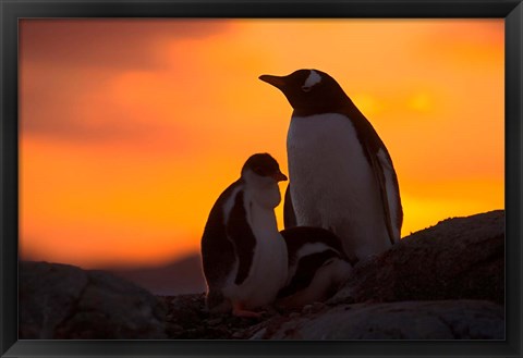 Framed Gentoo Penguins Silhouetted at Sunset on Petermann Island, Antarctic Peninsula Print