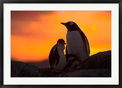 Framed Gentoo Penguins Silhouetted at Sunset on Petermann Island, Antarctic Peninsula Print