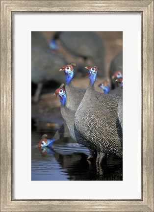 Framed Flock of Helmeted Guineafowl, Savuti Marsh, Chobe National Park, Botswana Print