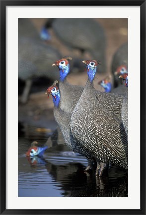 Framed Flock of Helmeted Guineafowl, Savuti Marsh, Chobe National Park, Botswana Print