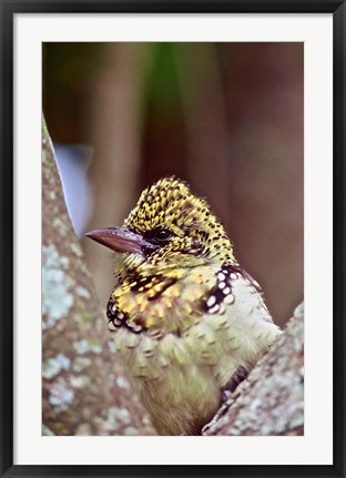 Framed D&#39;Arnaud&#39;s Barbet, Tanzania Print