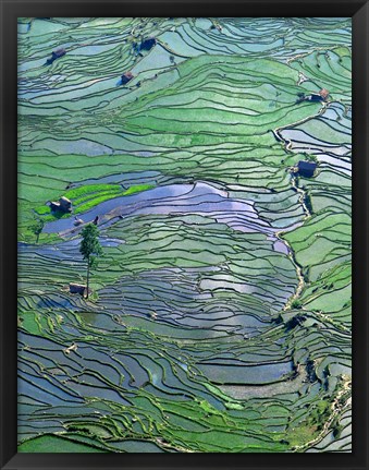 Framed Flooded Tiger&#39;s Mouth Terraces, Yuanyang, Yunnan, China Print