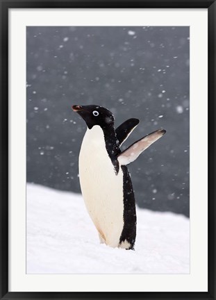 Framed Adelie Penguin in Falling Snow, Western Antarctic Peninsula, Antarctica Print