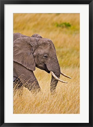 Framed African Elephant Grazing, Maasai Mara, Kenya Print