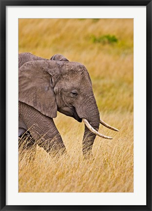 Framed African Elephant Grazing, Maasai Mara, Kenya Print