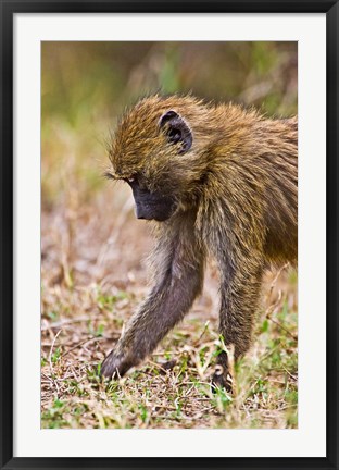 Framed Baboons Hanging Around, Maasai Mara, Kenya Print