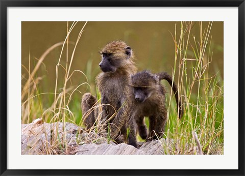 Framed Baboons in the bush in the Maasai Mara Kenya. (RF) Print