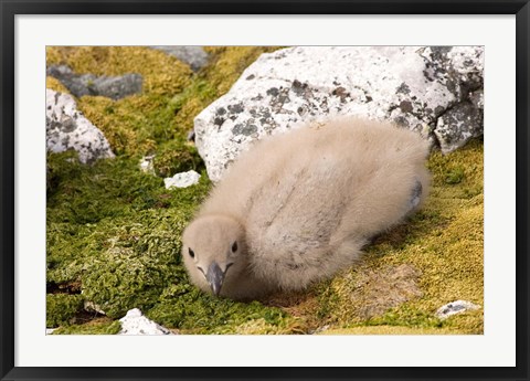 Framed Brown skua bird chick, western Antarctic Peninsula Print