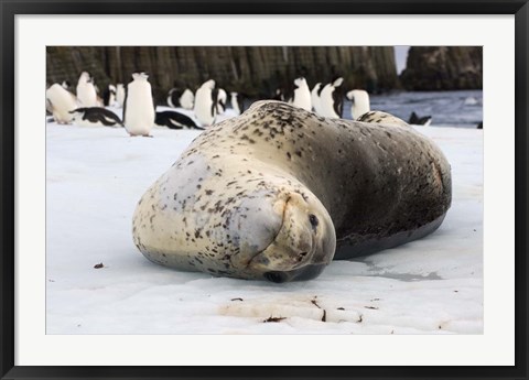 Framed Chinstrap Penguins and Leopard Seal, The South Shetland Islands, Antarctica Print