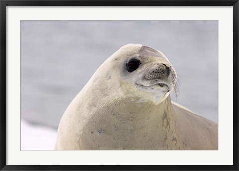 Framed Close up of Crabeater seal, Antarctica Print