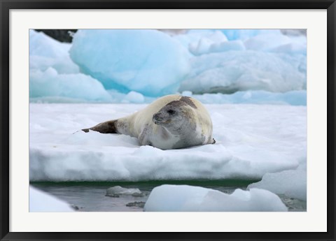 Framed Crabeater seal lying on ice, Antarctica Print