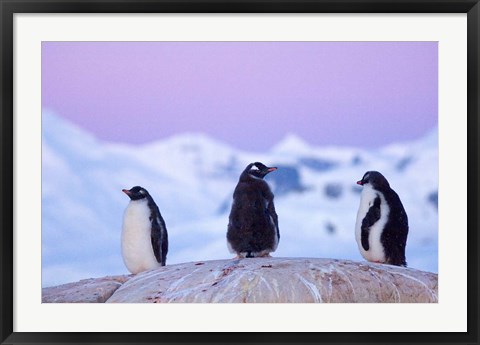 Framed Gentoo penguin, Western Antarctic Peninsula Print