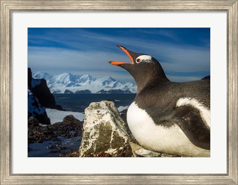 Framed Antarctica, Livingstone Island, Flash portrait of Gentoo Penguin. Print