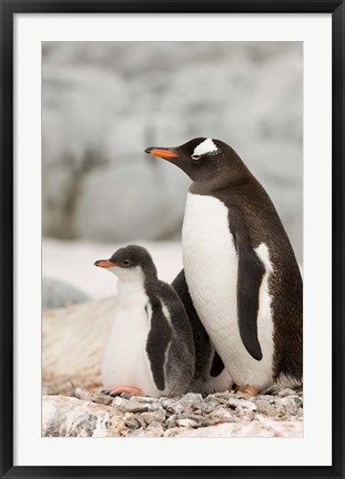 Framed Antarctica, Petermann Island, Gentoo Penguins Print