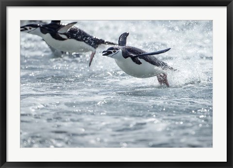 Framed Antarctica, South Shetland Islands, Chinstrap Penguins swimming. Print