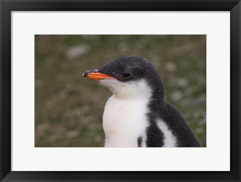 Framed Antarctica, South Shetlands Islands, Gentoo Penguin Print
