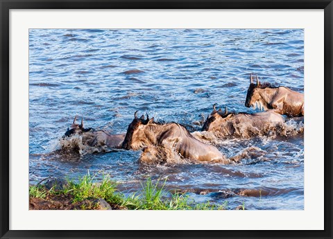 Framed Blue wildebeest crossing the Mara River, Maasai Mara, Kenya Print