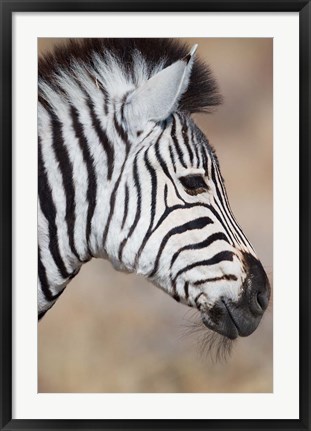 Framed Burchell&#39;s Zebra, Etosha National Park, Namibia Print