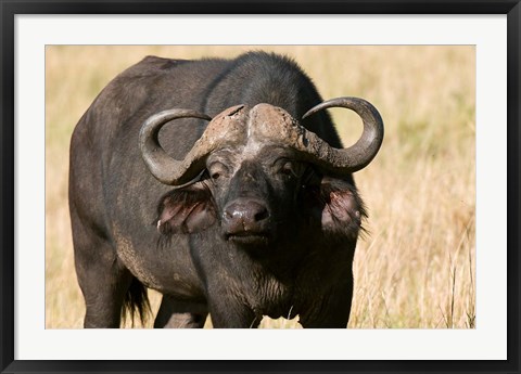 Framed Cape Buffalo, Masai Mara National Reserve, Kenya Print