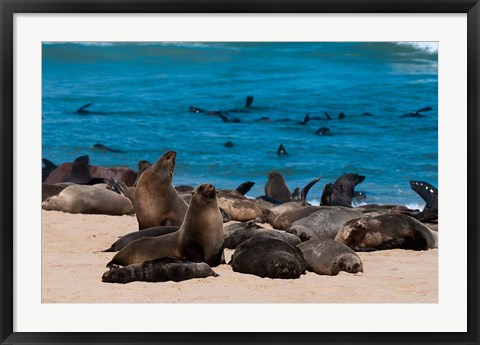 Framed Cape fur seasl, Skeleton Coast NP, Namibia. Print