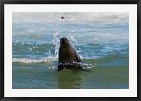 Framed Cape fur seal, Arctocephalus pusilus, Skeleton Coast NP, Namibia. Print