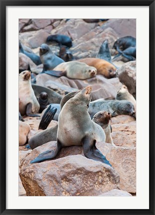 Framed Cape Fur seals, Cape Cross, Skeleton Coast, Kaokoland, Namibia. Print